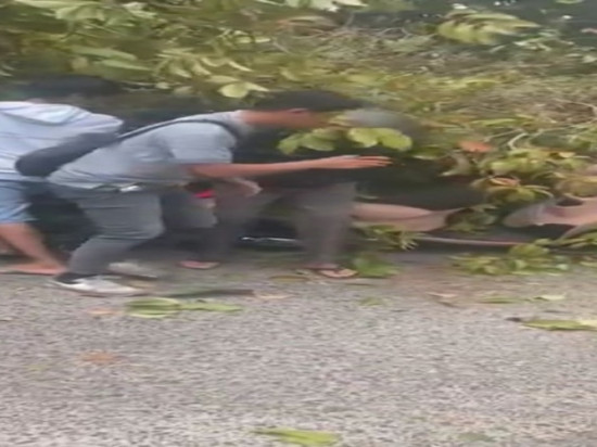 Ayah dan Anak Jadi Korban Tertimpa Pohon Tumbang di Palangka Raya