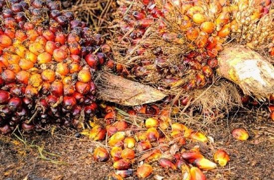 Periode Juli 2022, Harga TBS Kalteng Masih Rendah