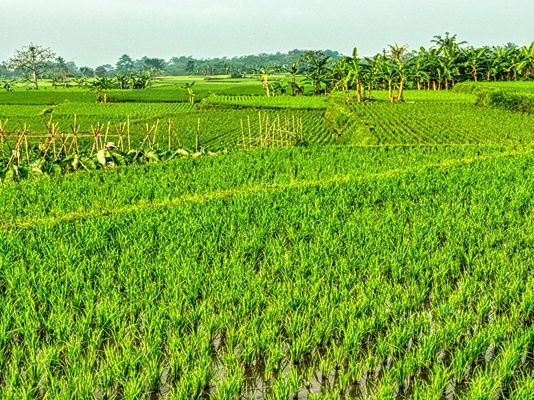 Kotim Ditunjuk Jadi Lokasi Cetak Sawah 58 Ribu Hektar, Siap Jadi Lumbung Pangan Kalteng