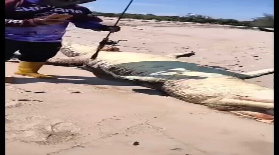 Header Bangkai Buaya Raksasa Ditemukan di Muara Sungai Tulis, Diduga Jenis Buaya Muara