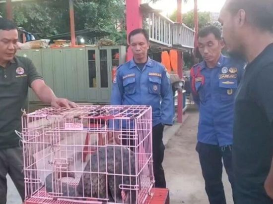 Trenggiling Seberat 15 Kg Terperangkap dan Lemas dalam Peti Kemas