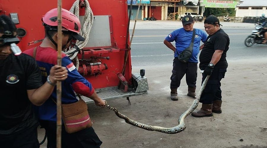 Header Ular Piton Lilit Kucing, Warga Jalan Tjilik Riwut Palangka Raya dibuat Panik
