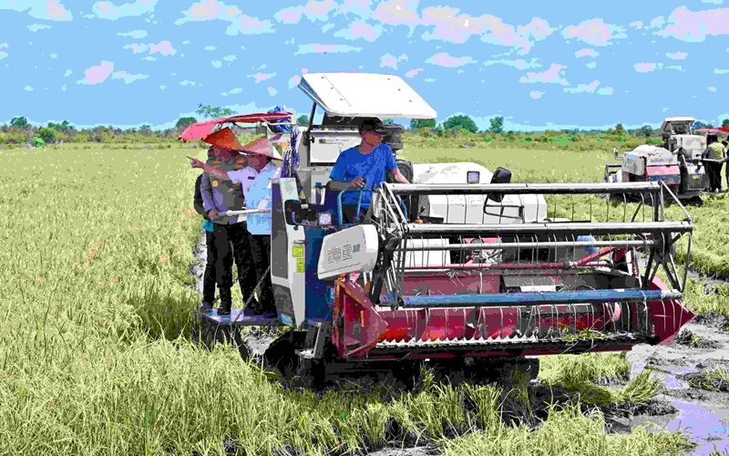 Header Kepala BAPPERIDA Kalteng Mengikuti Panen Raya Serentak: Dorong Kedaulatan Pangan Nasional