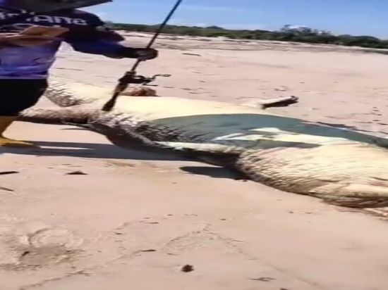 Bangkai Buaya Raksasa Ditemukan di Muara Sungai Tulis, Diduga Jenis Buaya Muara