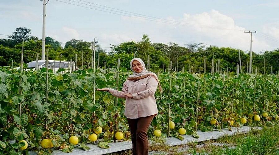 Header Ketua TP PKK Komitmen Dorong Golden Melon Trahean Jadi Komoditas Unggulan