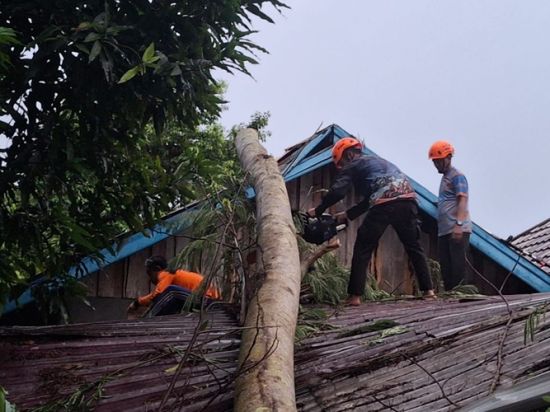 Pohon Bertumbangan di Sejumlah Jalan Palangka Raya
