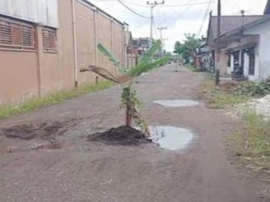 Warga Tanam Pohon di Jalan Komplek, Bentuk Protes Jalan di Permukiman Mereka Tidak Tersentuh Perbaikan