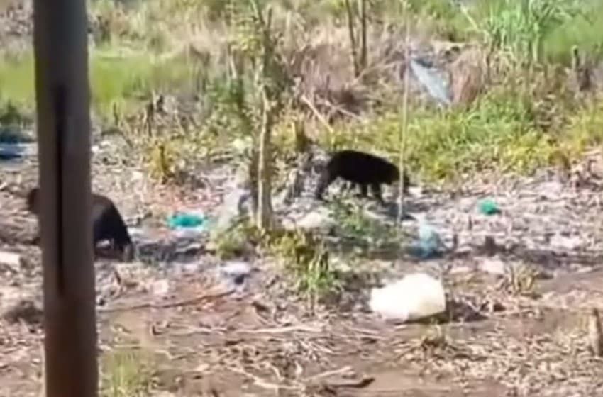 Header Warga Resah Beruang Hutan Sering Turun ke Pemukiman dan Kebun  Warga di Kotim