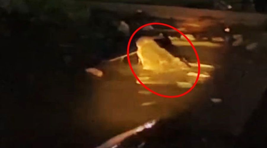 Header Buaya Empat Meter Muncul di Dermaga Iskandar 30, Kabupaten Kotim