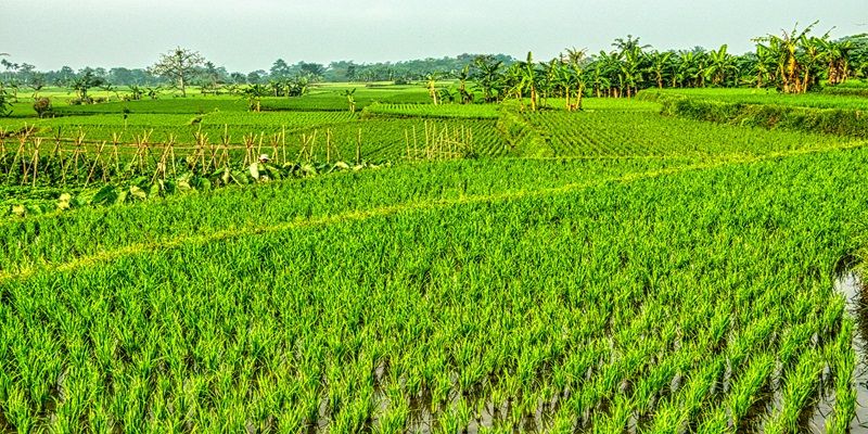 Header Kotim Ditunjuk Jadi Lokasi Cetak Sawah 58 Ribu Hektar, Siap Jadi Lumbung Pangan Kalteng