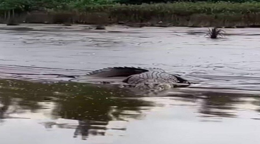 Header Cari Udang di Pinggir Sungai Saat Dini Hari , Lansia di Kotim Hilang Diseret Buaya