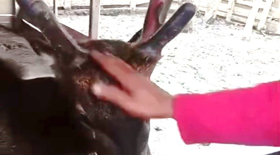 Viral, Video Rusa Dipelihara Warga Sampit