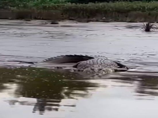 Kemunculan Buaya Kian Meresahkan, Warga Bantaran Sunga Mentaya Diingatkan Agar Waspada