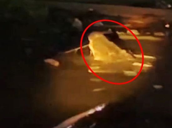 Buaya Empat Meter Muncul di Dermaga Iskandar 30, Kabupaten Kotim