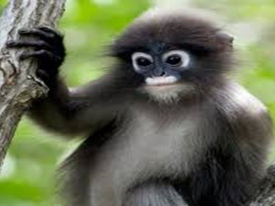Lutung Abu-Abu Luka Parah Diduga Tertabrak Mobil di Kota Besi