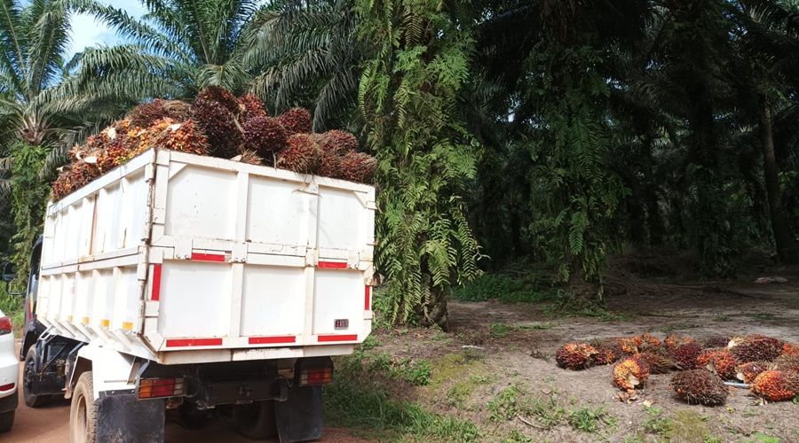 Header Presiden Prabowo Minta Kepala Daerah dan TNI-Polri Jaga Kebun Sawit, Pengamat: Sebaiknya  Disertai Kebijakan Konkret