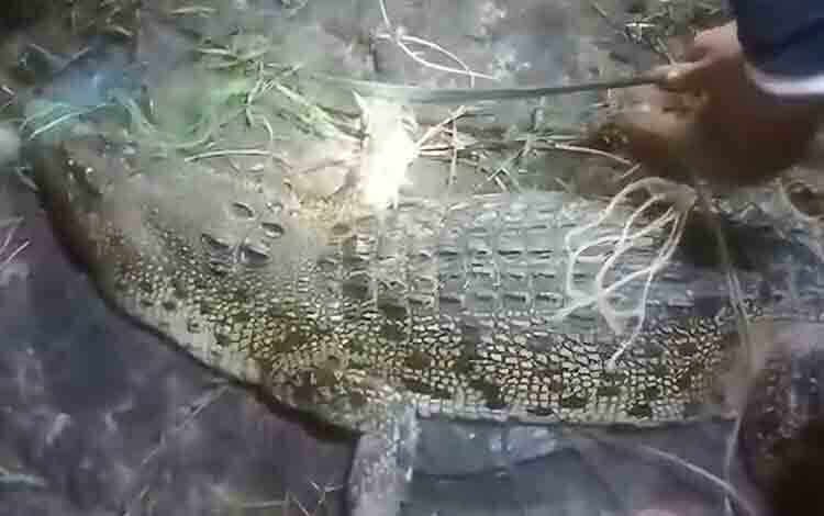 Header Buaya Terjerat jaring  Warga di Ujung Pandaran Dikembalikan ke Habitatnya