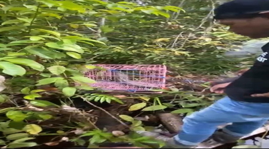 Header Trenggiling Ditemukan di Pelabuhan Begendang Dilepasliarkan BKSDA ke Hutan Alami Kotim