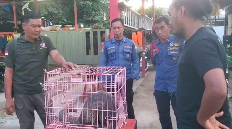 Header Trenggiling Seberat 15 Kg Terperangkap dan Lemas dalam Peti Kemas