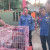 Trenggiling Seberat 15 Kg Terperangkap dan Lemas dalam Peti Kemas